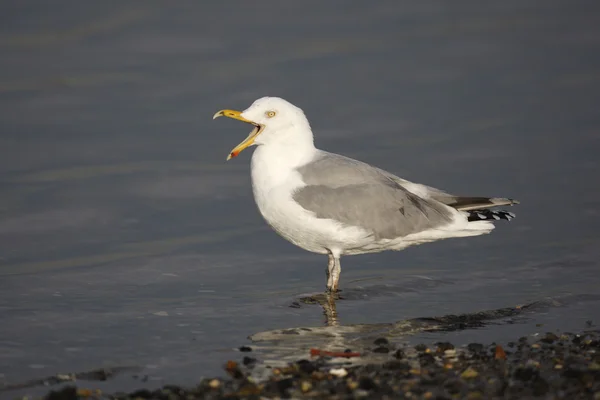 Herring gull, Larus argentatus — Stock Photo, Image