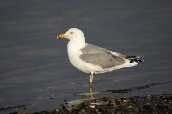 Gaivota arenque, Larus argentatus — Fotografia de Stock