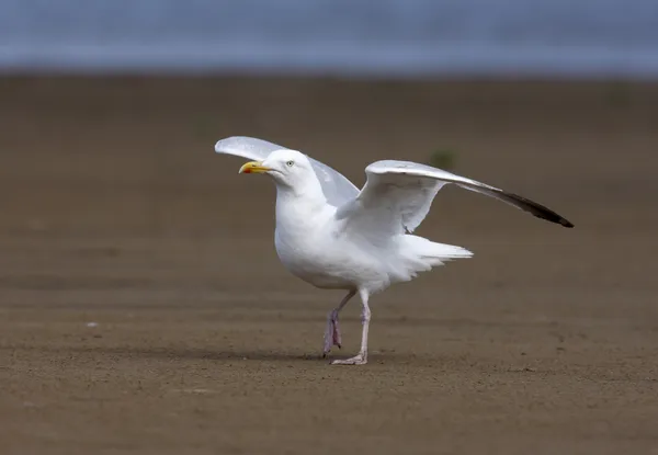 Silbermöwe, Larus argentatus — Stockfoto