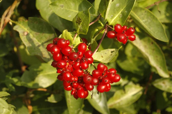 Honeysuckle, Lonicera periclymenum, — Stock Photo, Image