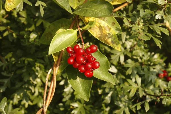 Geißblatt, lonicera periclymenum, — Stockfoto