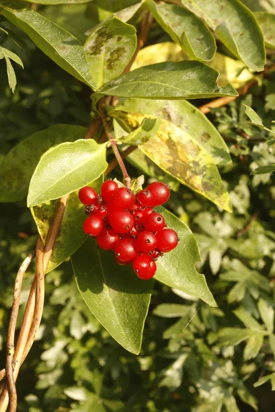 Honeysuckle, Lonicera periclymenum, — Stock Photo, Image