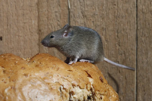 Casa Ratón, mus musculus , — Foto de Stock