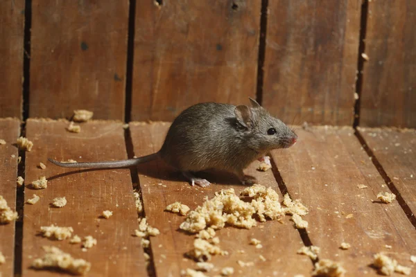 Casa Rato, mus musculus , — Fotografia de Stock