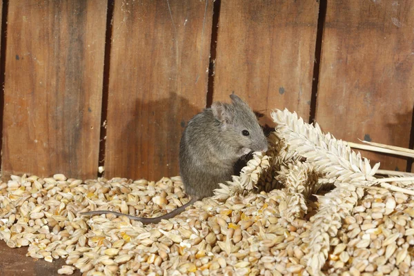 Casa Ratón, mus musculus , — Foto de Stock