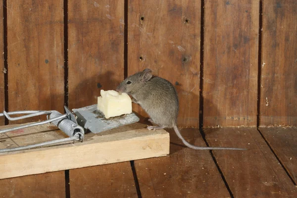 Σπίτι ποντίκι, mus musculus, — Φωτογραφία Αρχείου