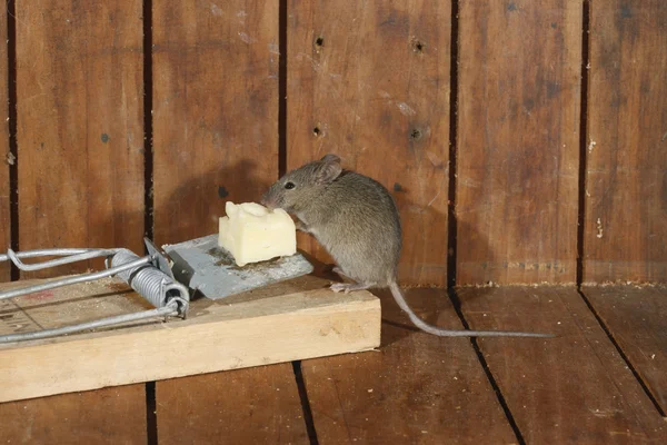 Casa Ratón, mus musculus , — Foto de Stock