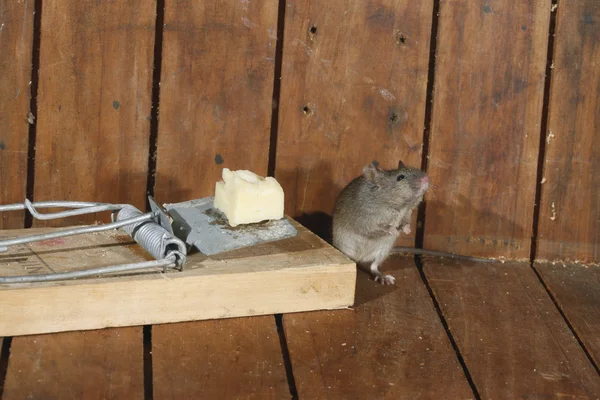 Casa Mouse, mus musculus , — Foto Stock