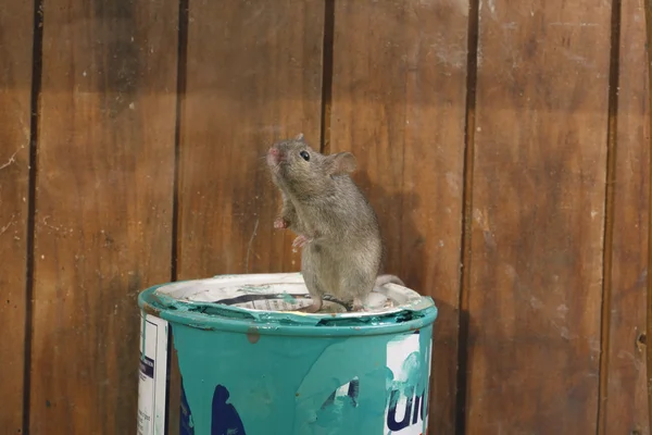 Casa Ratón, mus musculus , — Foto de Stock