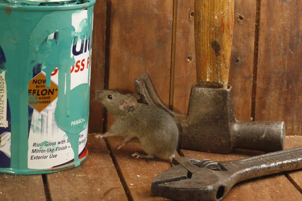 Tikus rumahan, mus musculus , — Stok Foto