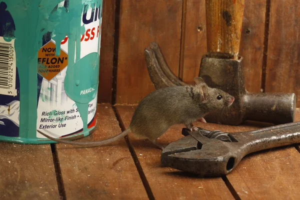 Casa Ratón, mus musculus , — Foto de Stock