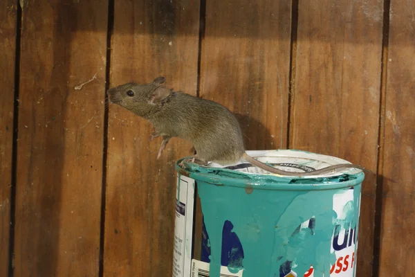家マウス、ハツカネズミ, — ストック写真