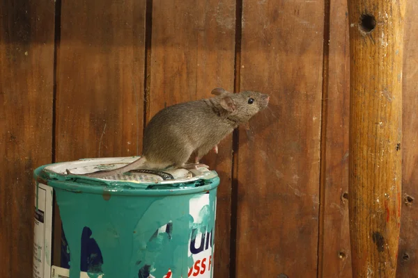 Σπίτι ποντίκι, mus musculus, — Φωτογραφία Αρχείου