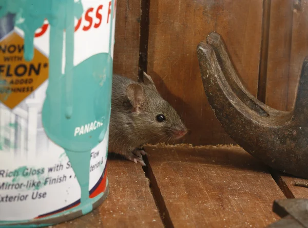 Souris domestique, mus musculus , — Photo