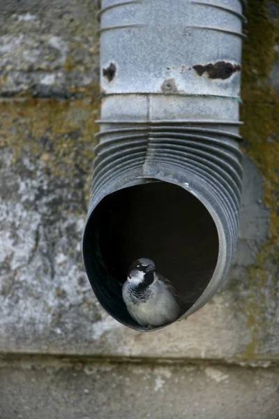 Casa Passero, Passer domesticus — Foto Stock