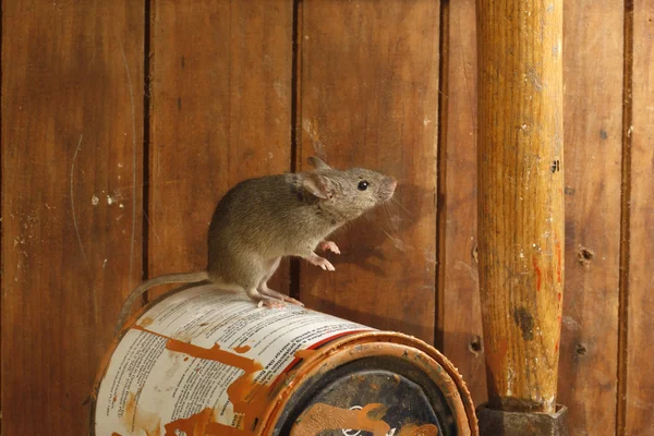 Casa Mouse, mus musculus , — Foto Stock