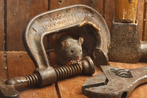 집 마우스, 생쥐, — 스톡 사진
