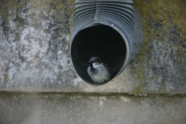 Casa Passero, Passer domesticus — Foto Stock