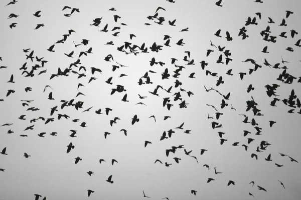 Guacamayo, Corvus monedula — Foto de Stock