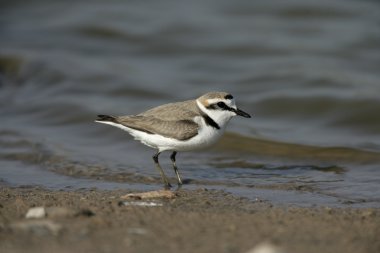 Akça cılıbıt, charadrius alexandrinus