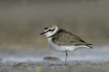 Akça cılıbıt, charadrius alexandrinus