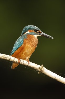 Avrupa Kingfisher, Alcedo burada