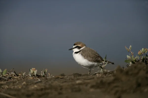 Sieweczka morska, charadrius alexandrinus — Zdjęcie stockowe