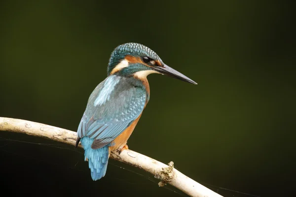 Pescador real europeo, Alcedo en este — Foto de Stock