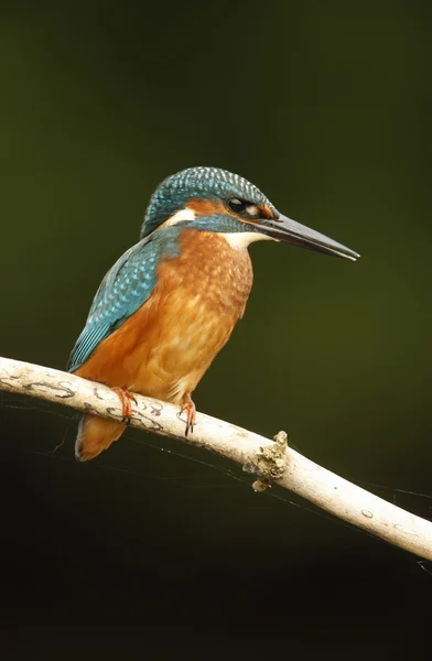 Avrupa Kingfisher, Alcedo burada — Stok fotoğraf