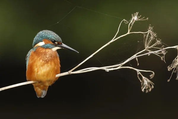 Kingfisher européen, Alcedo à cette — Photo