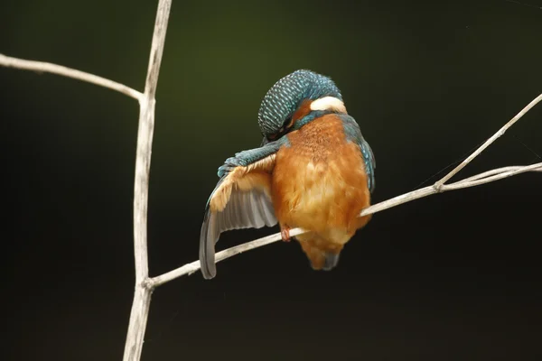 Kingfisher européen, Alcedo à cette — Photo