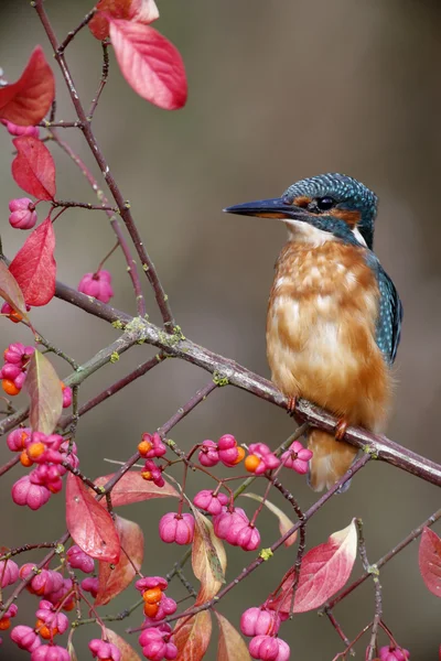 Der Europäische Eisvogel, Alcedo atthis — Stockfoto