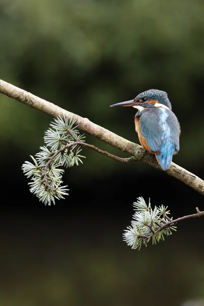 Der Europäische Eisvogel, Alcedo atthis — Stockfoto