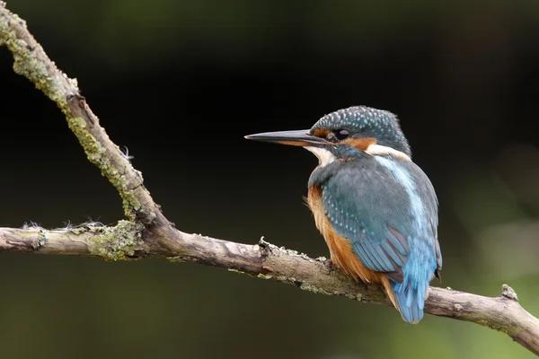 Kingfisher européen, Alcedo à cette — Photo