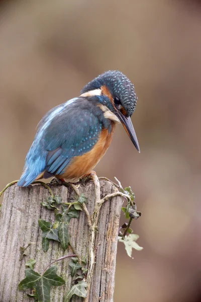 Avrupa Kingfisher, Alcedo burada — Stok fotoğraf