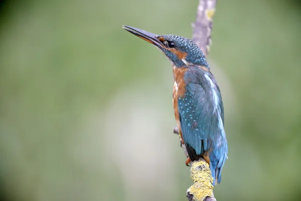 Der Europäische Eisvogel, Alcedo atthis — Stockfoto