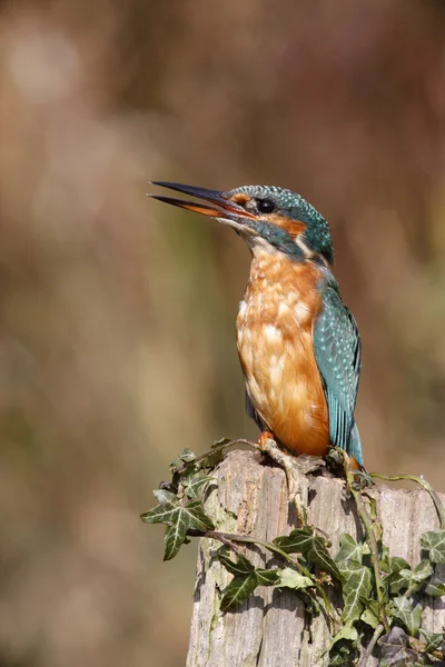 European Kingfisher, Alcedo — стоковое фото