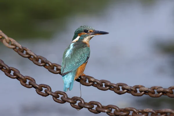 Pescador real europeo, Alcedo en este — Foto de Stock