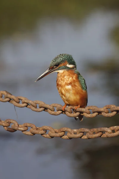 Avrupa Kingfisher, Alcedo burada — Stok fotoğraf