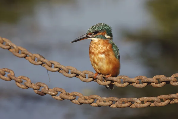 Avrupa Kingfisher, Alcedo burada — Stok fotoğraf