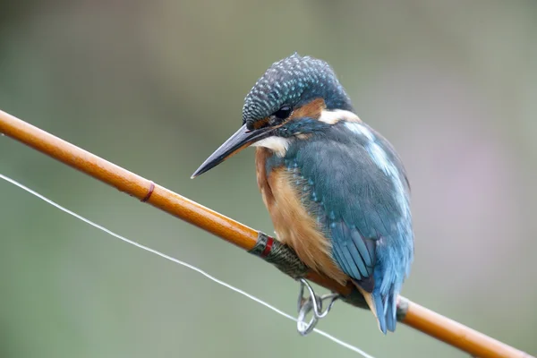 Avrupa Kingfisher, Alcedo burada — Stok fotoğraf