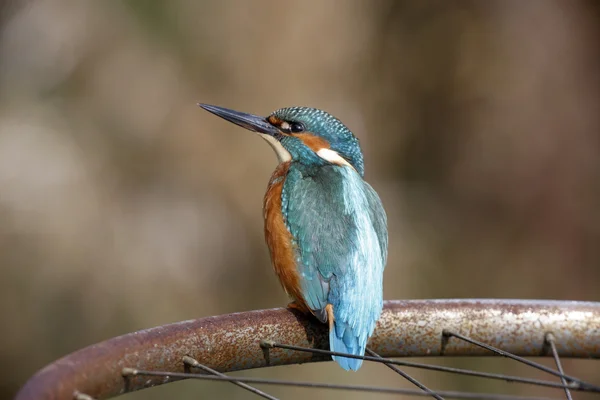 Pescador real europeo, Alcedo en este — Foto de Stock