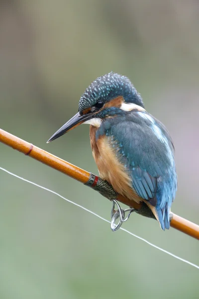 European kingfisher, Alcedo atthis — Stock Photo, Image