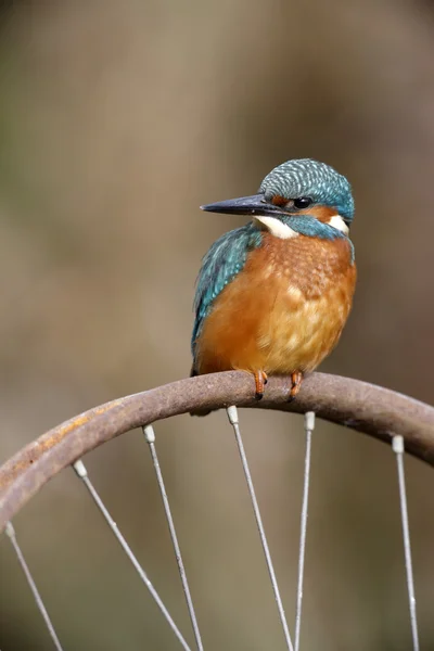 European Kingfisher, Alcedo w tej dziedzinie — Zdjęcie stockowe