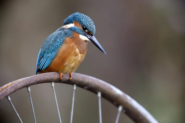 European Kingfisher, Alcedo — стоковое фото