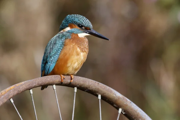 Pescador real europeo, Alcedo en este — Foto de Stock