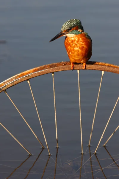 Kingfisher européen, Alcedo à cette — Photo