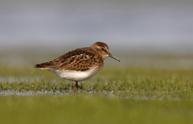 En azından sandpiper, calidris minutilla