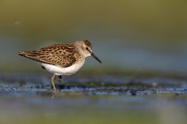 En azından sandpiper, calidris minutilla