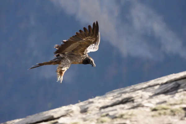 Lammergeier o lammergeyer o avvoltoio barbuto , — Foto Stock